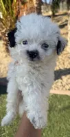Beautiful blue eyes toy, Aussie Doodle, a female Miniature Aussiedoodle for sale in Menifee, CA – 3 of 4