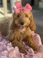 Mini goldendoodle , a female Miniature Goldendoodle for sale in Menifee, CA – 5 of 7