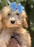 Beautiful mini goldendoodle , a female Miniature Goldendoodle for sale in Menifee, CA – 6 of 6