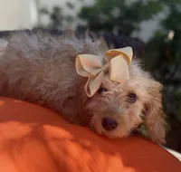 Cream mini goldendoodle , a female Miniature Goldendoodle for sale in Menifee, CA – 6 of 6