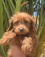 Mini goldendoodle red boy, a male Miniature Goldendoodle for sale in Menifee, CA – 3 of 4