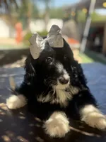 Beautiful mini bernedoodle , a female Miniature Bernedoodle for sale in Menifee, CA – 4 of 4