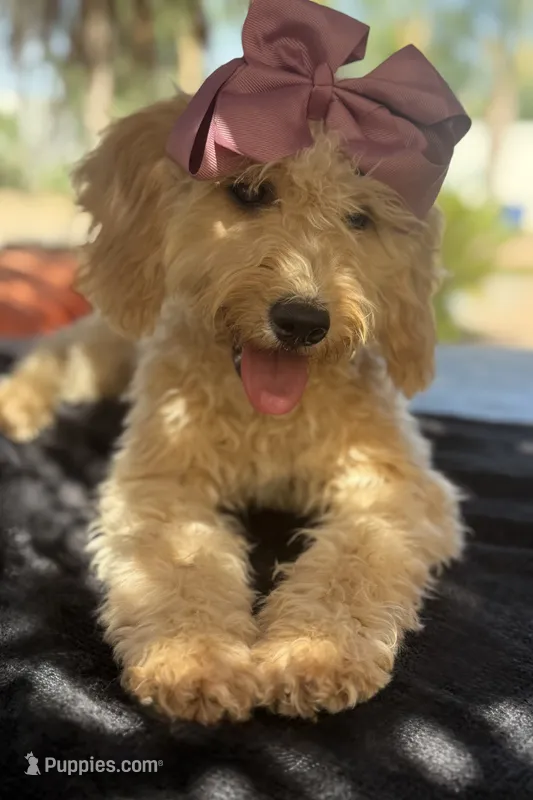 Cream mini goldendoodle  – Miniature Goldendoodle puppy for sale in Menifee, CA