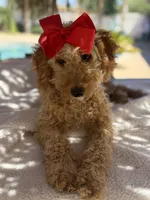 Mini goldendoodle beautiful , a female Miniature Goldendoodle for sale in Menifee, CA – 3 of 9