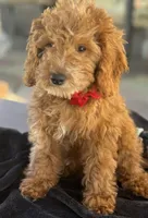 Boy mini goldendoodle , a male Miniature Goldendoodle for sale in Menifee, CA – 2 of 8