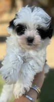 Beautiful rare  toy Aussie Doodle, a male Miniature Aussiedoodle for sale in Menifee, CA – 2 of 4
