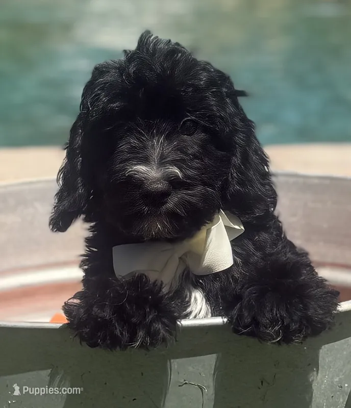 Boy mini bernedoodle  – Miniature Bernedoodle puppy for sale in Menifee, CA