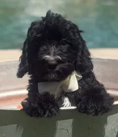 Boy mini bernedoodle , a male Miniature Bernedoodle for sale in Menifee, CA – 1 of 4