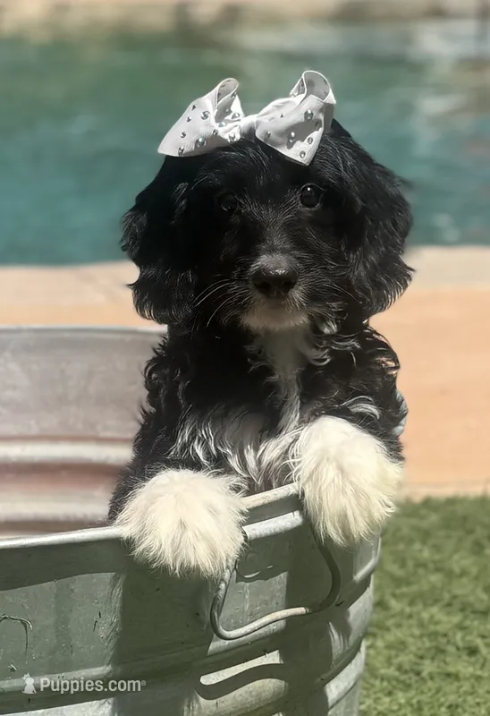 Beautiful mini bernedoodle , a female Miniature Bernedoodle for sale in Menifee, CA – 1 of 4