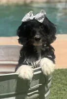 Beautiful mini bernedoodle , a female Miniature Bernedoodle for sale in Menifee, CA – 1 of 4