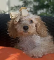 Cream mini goldendoodle , a female Miniature Goldendoodle for sale in Menifee, CA – 4 of 6