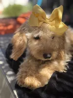 Cream mini goldendoodle , a female Miniature Goldendoodle for sale in Menifee, CA – 4 of 6