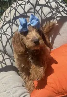Mini bernedoodle , a female Miniature Bernedoodle for sale in Menifee, CA – 3 of 4