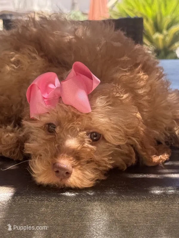  Goldendoodle, beautiful green hazel eyes – Miniature Goldendoodle puppy for sale in Menifee, CA