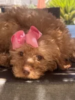 Goldendoodle, beautiful green hazel eyes, a female Miniature Goldendoodle for sale in Menifee, CA – 1 of 6