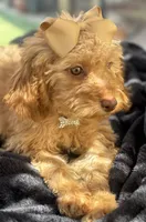  Goldendoodle, beautiful green hazel eyes, a female Miniature Goldendoodle for sale in Menifee, CA – 6 of 8