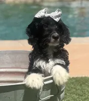 Beautiful mini bernedoodle , a female Miniature Bernedoodle for sale in Menifee, CA – 2 of 4