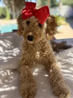 Mini goldendoodle beautiful , a female Miniature Goldendoodle for sale in Menifee, CA – 2 of 9