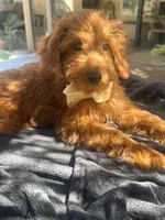 Mini goldendoodle red boy, a male Miniature Goldendoodle for sale in Menifee, CA – 5 of 7