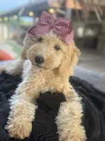 Cream mini goldendoodle , a female Miniature Goldendoodle for sale in Menifee, CA – 3 of 8