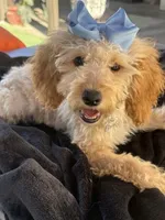 Beautiful mini goldendoodle , a female Miniature Goldendoodle for sale in Menifee, CA – 5 of 7