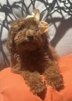 Mini goldendoodle , a female Miniature Goldendoodle for sale in Menifee, CA – 3 of 5
