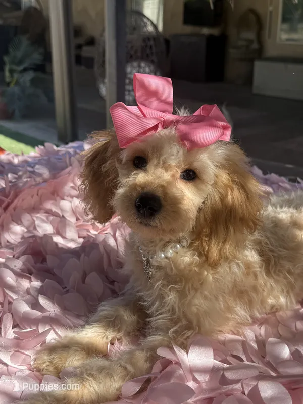   Mini goldendoodle beautiful cream – Miniature Goldendoodle puppy for sale in Menifee, CA