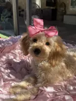   Mini goldendoodle beautiful cream, a female Miniature Goldendoodle for sale in Menifee, CA – 1 of 7