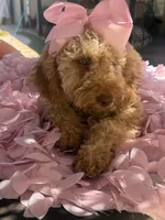  Goldendoodle, beautiful green hazel eyes, a female Miniature Goldendoodle for sale in Menifee, CA – 8 of 10