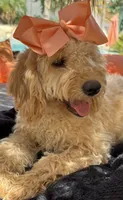   Mini goldendoodle beautiful cream, a female Miniature Goldendoodle for sale in Menifee, CA – 6 of 9