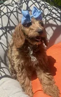 Mini bernedoodle , a female Miniature Bernedoodle for sale in Menifee, CA – 1 of 4