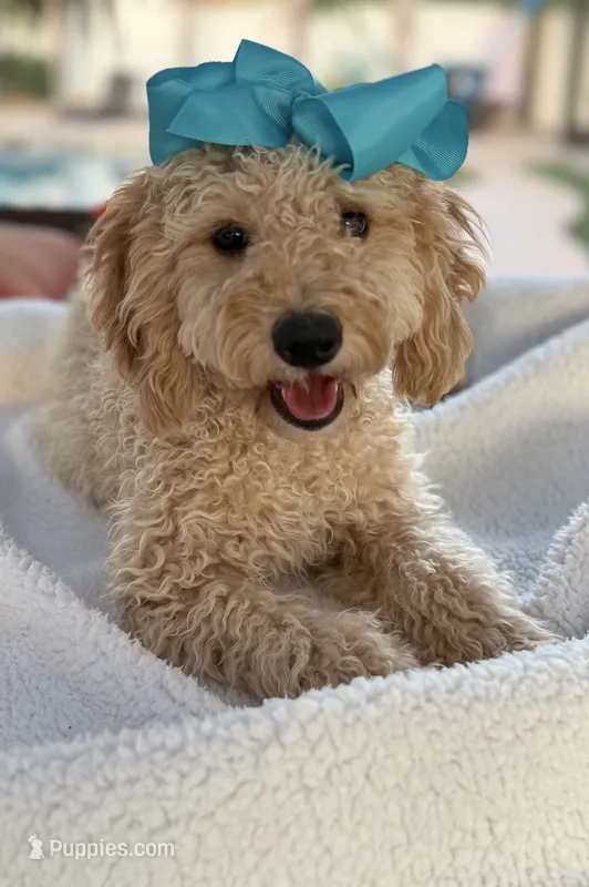 Beautiful mini goldendoodle  – Miniature Goldendoodle puppy for sale in Menifee, CA