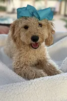 Beautiful mini goldendoodle , a female Miniature Goldendoodle for sale in Menifee, CA – 1 of 8