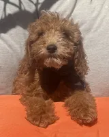Boy mini goldendoodle , a male Miniature Goldendoodle for sale in Menifee, CA – 4 of 5