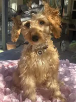 Mini goldendoodle beautiful , a female Miniature Goldendoodle for sale in Menifee, CA – 5 of 8
