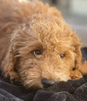Boy mini goldendoodle , a male Miniature Goldendoodle for sale in Menifee, CA – 4 of 8