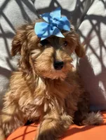 Mini goldendoodle , a female Miniature Goldendoodle for sale in Menifee, CA – 3 of 5