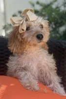 Cream mini goldendoodle , a female Miniature Goldendoodle for sale in Menifee, CA – 3 of 6