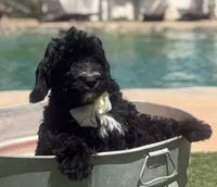 Boy mini bernedoodle , a male Miniature Bernedoodle for sale in Menifee, CA – 2 of 4
