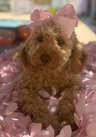 Goldendoodle, beautiful green hazel eyes, a female Miniature Goldendoodle for sale in Menifee, CA – 3 of 10