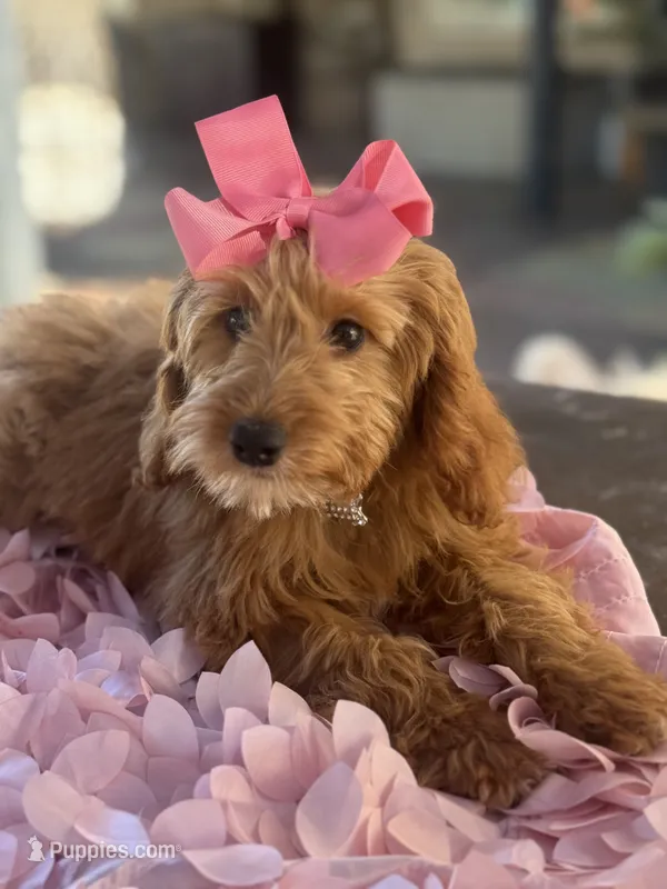 Mini goldendoodle  – Miniature Goldendoodle puppy for sale in Menifee, CA