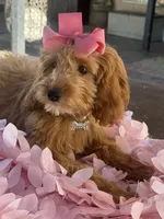 Mini goldendoodle , a female Miniature Goldendoodle for sale in Menifee, CA – 4 of 7