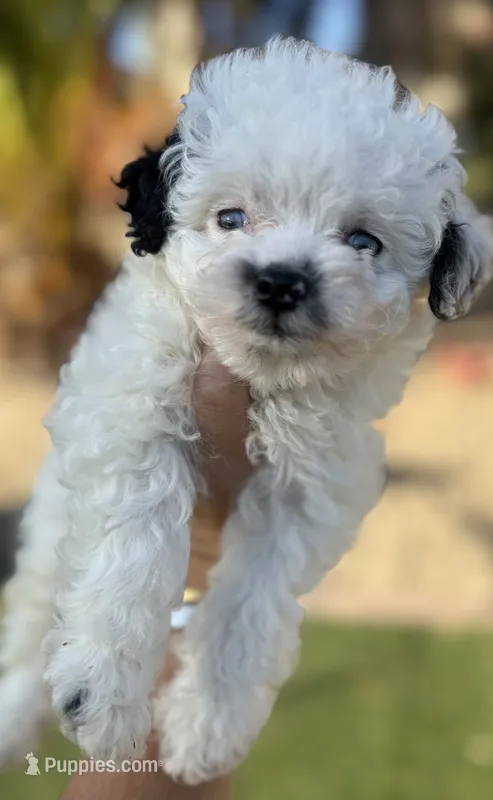 Beautiful blue eyes toy, Aussie Doodle – Miniature Aussiedoodle puppy for sale in Menifee, CA