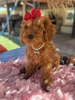 Mini goldendoodle , a female Miniature Goldendoodle for sale in Menifee, CA – 5 of 7
