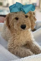 Beautiful mini goldendoodle , a female Miniature Goldendoodle for sale in Menifee, CA – 3 of 8