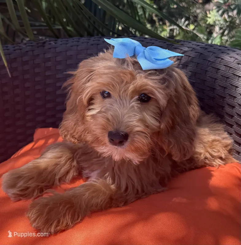Mini goldendoodle  – Miniature Goldendoodle puppy for sale in Menifee, CA