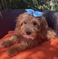 Mini goldendoodle , a female Miniature Goldendoodle for sale in Menifee, CA – 1 of 5
