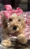   Mini goldendoodle beautiful cream, a female Miniature Goldendoodle for sale in Menifee, CA – 2 of 7
