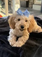 Beautiful mini goldendoodle , a female Miniature Goldendoodle for sale in Menifee, CA – 3 of 7