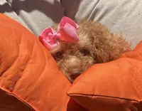 Goldendoodle, beautiful green hazel eyes, a female Miniature Goldendoodle for sale in Menifee, CA – 5 of 6